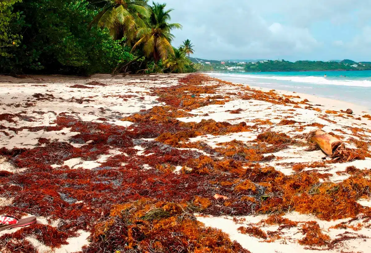 Lutte contre l’échouage massif des sargasses : comment les Antilles françaises tentent de faire face à une crise pérenne